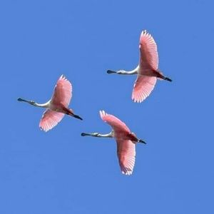 Meet your Posher, Dee